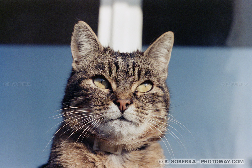 My cat Kity in 1985