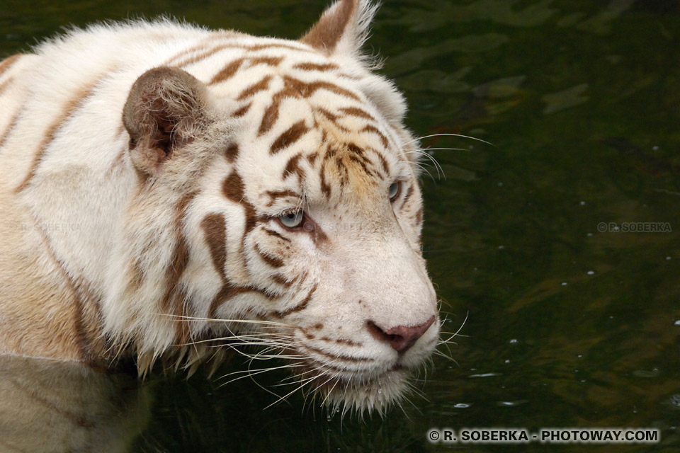 Tigre Blanc